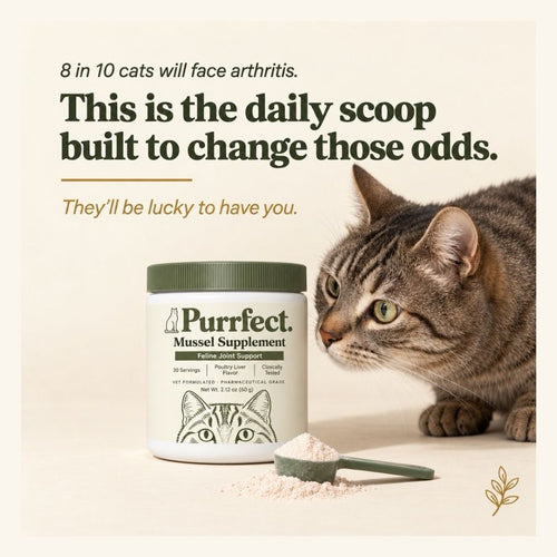 Purrfect™ Mussel Supplement
